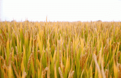 稻谷飘香迎丰年|6008集团官方网站生产基地奏响丰收乐章